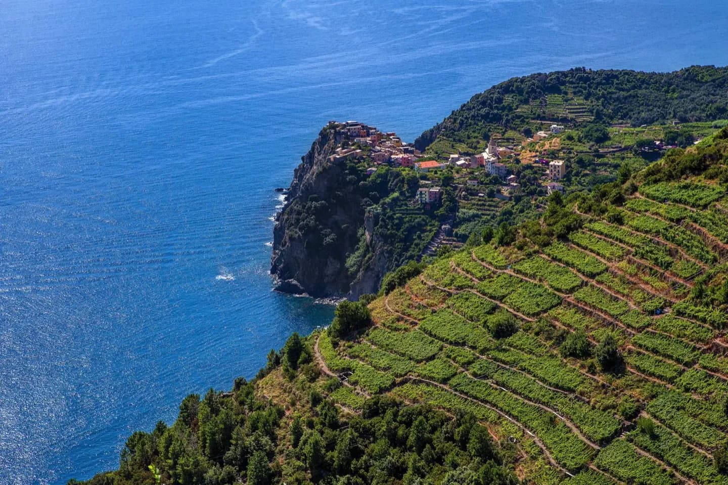Cultivando las terrazas de Cinque Terre