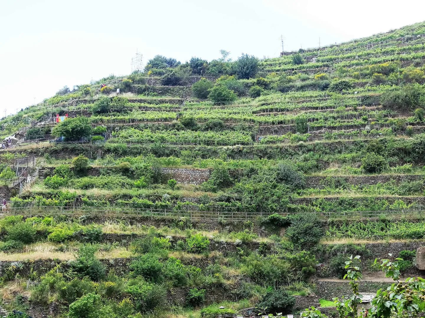 Vigneti Terrazzati di Manarola