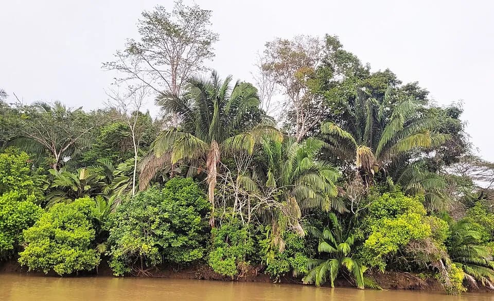 Refuge faunique Caño Negro