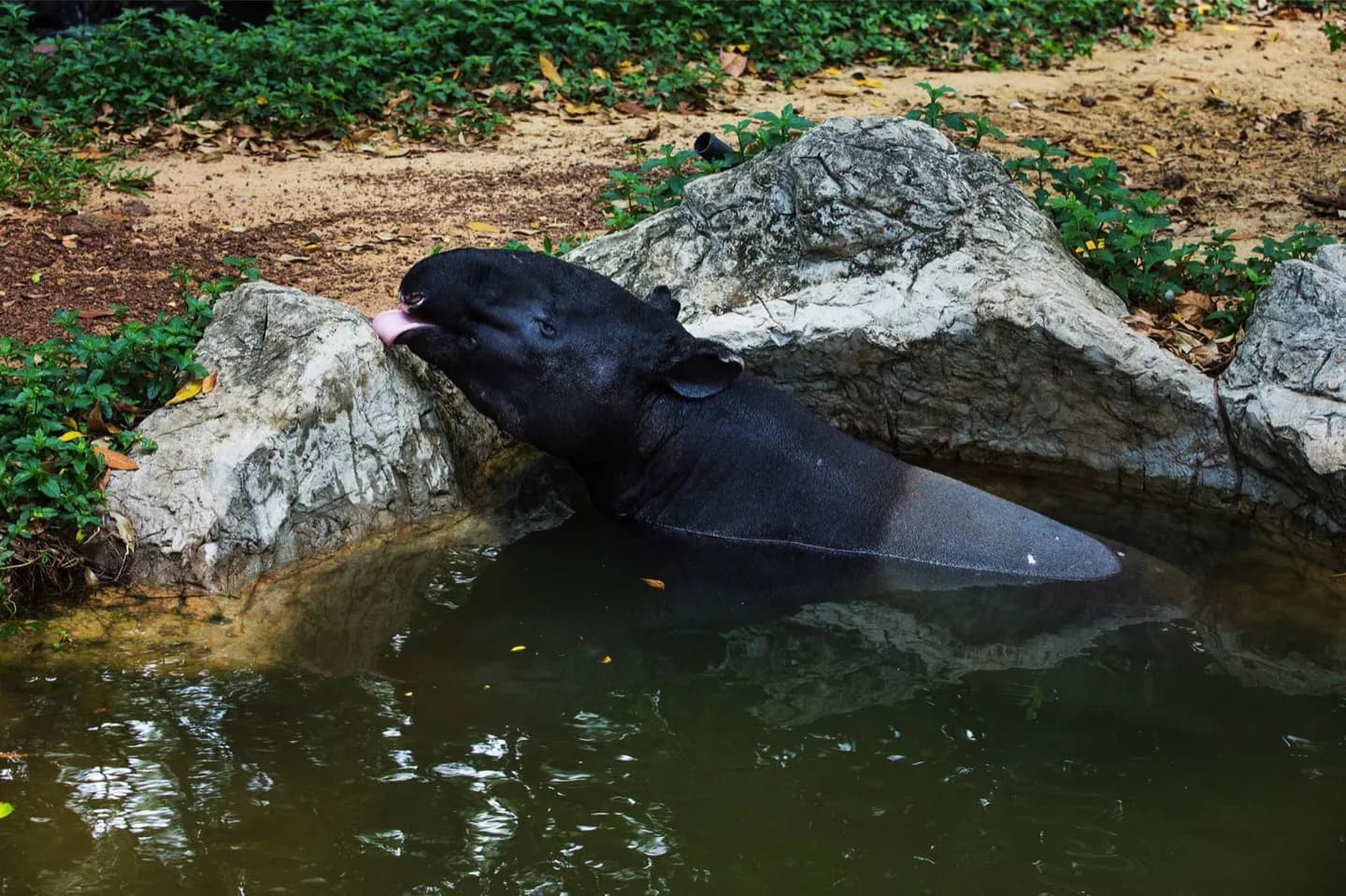 Parc national du Corcovado