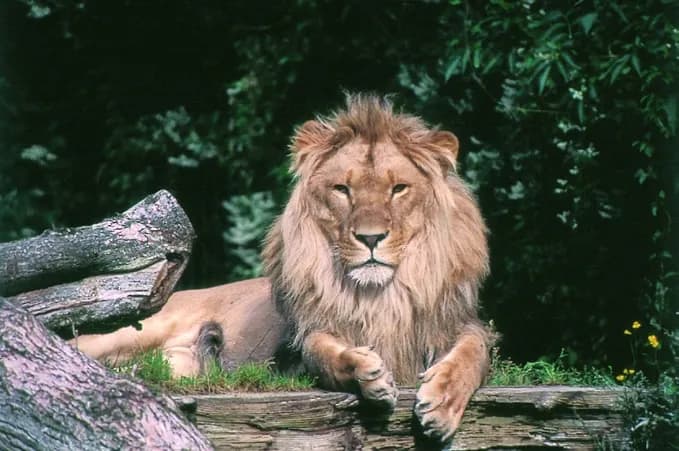 Aalborg Zoo