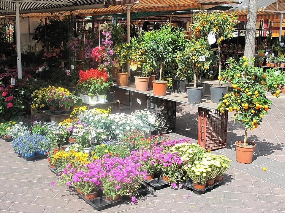 Cours Saleya花卉市场