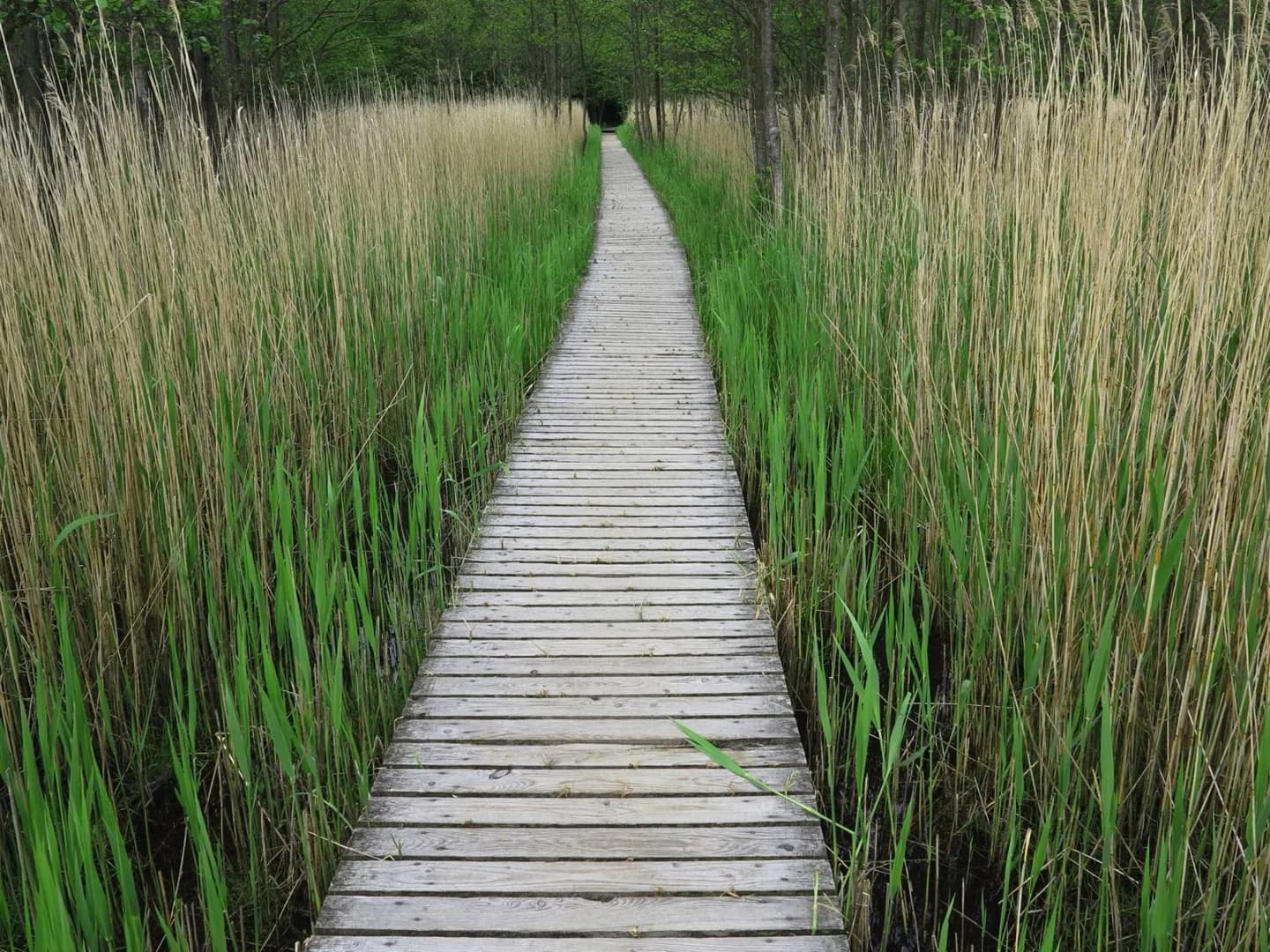 Western Pomerania Lagoon Area National Park