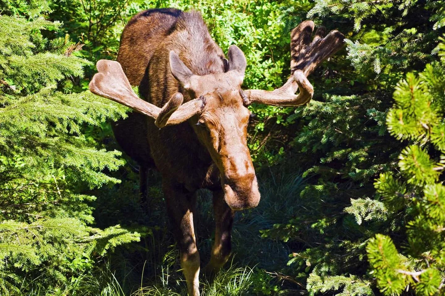 Wildtiere in der Gletscherwelt