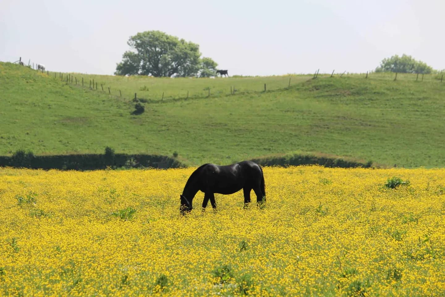 Houston, Renfrewshire