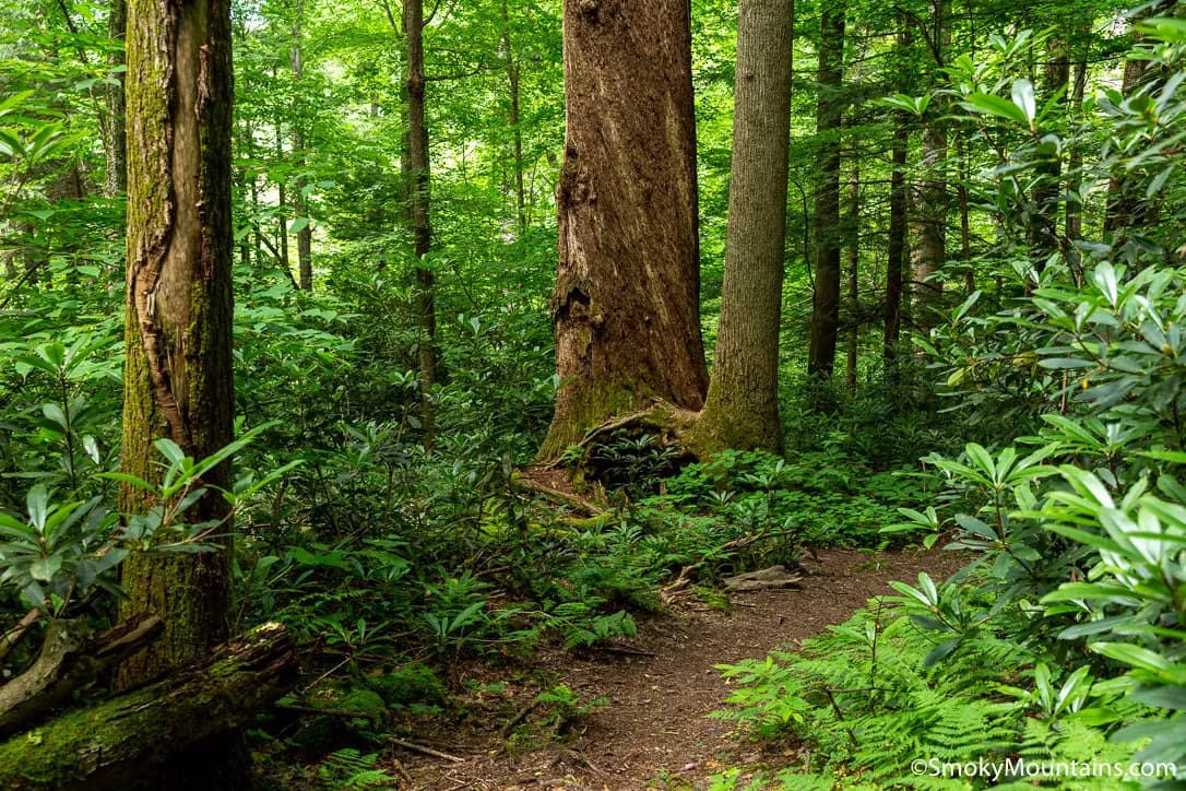 Albright Grove