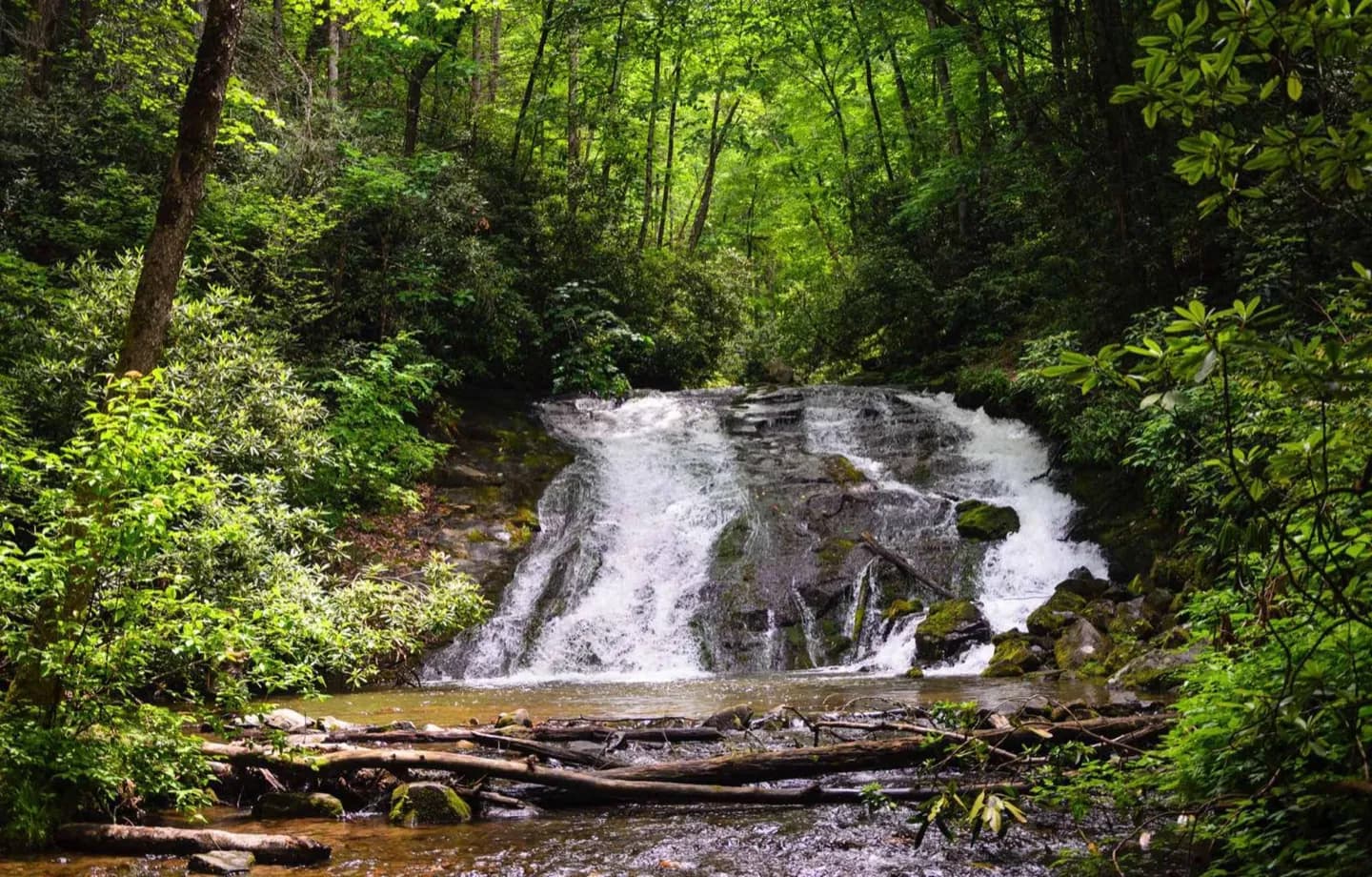 From Coves to High Forest