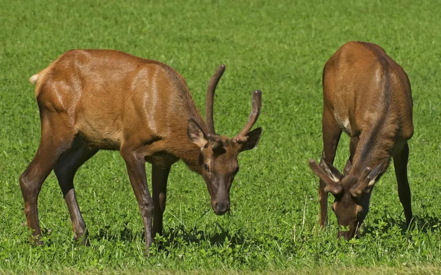 Wildlife Across the Smokies