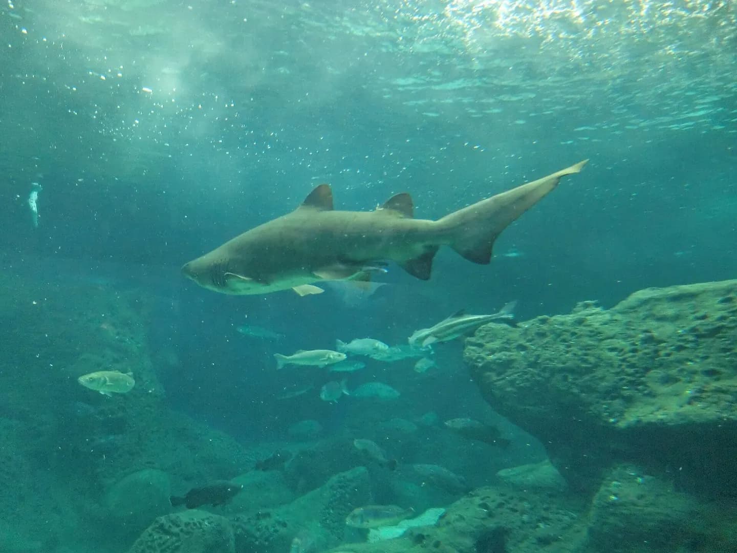CretAquarium a Gournes