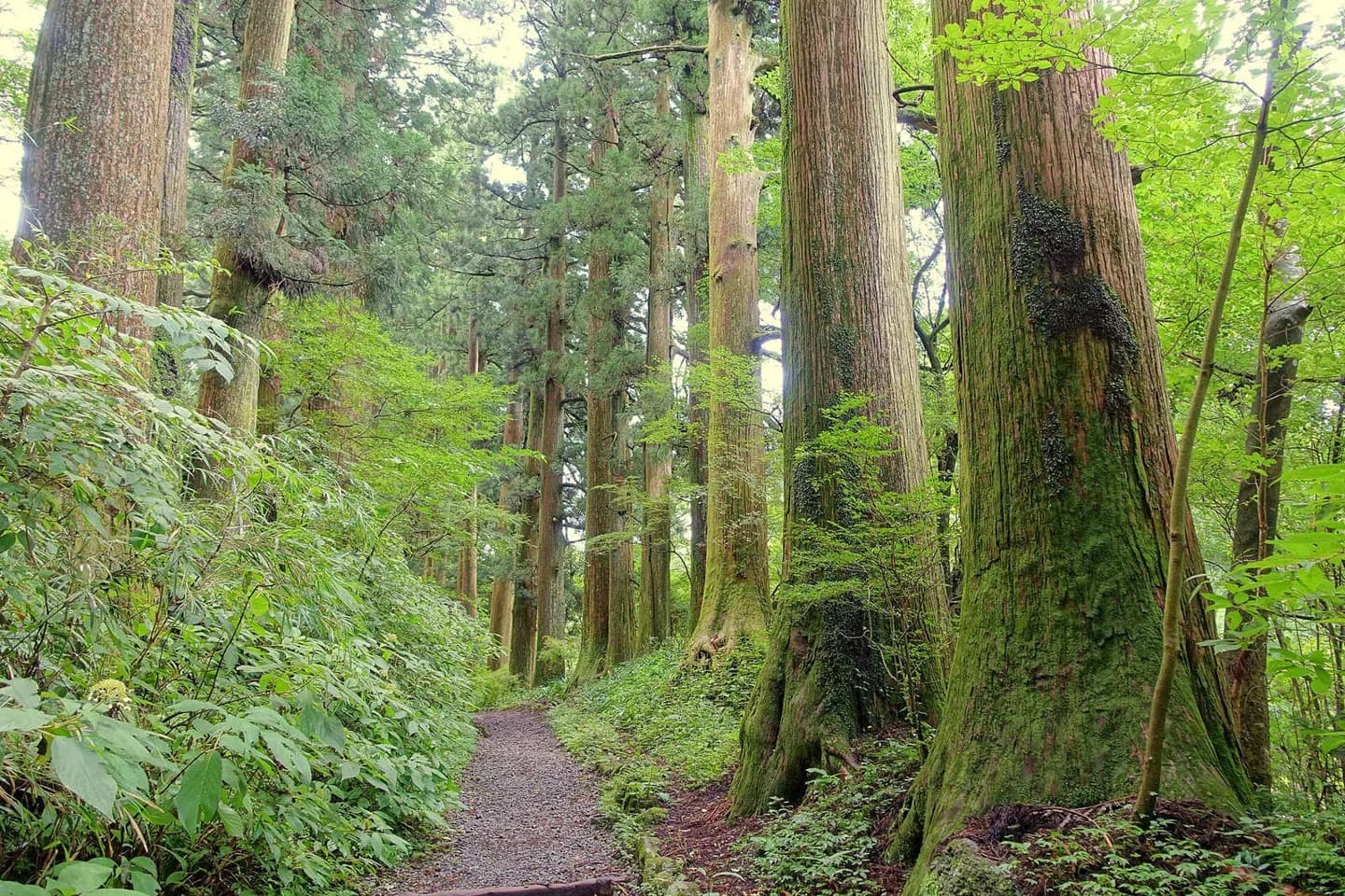 Hakone Cedar Avenue