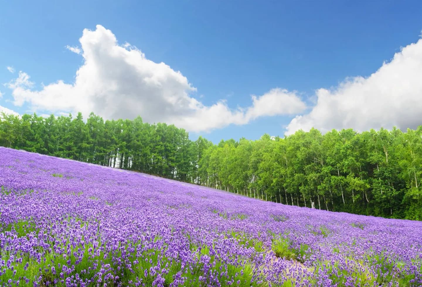Warum Hokkaido Mehr Als Einen Namen Hat