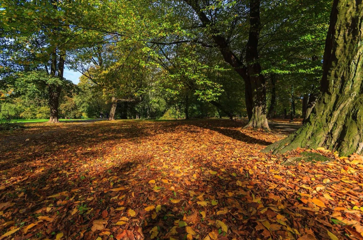 Park Krakowski