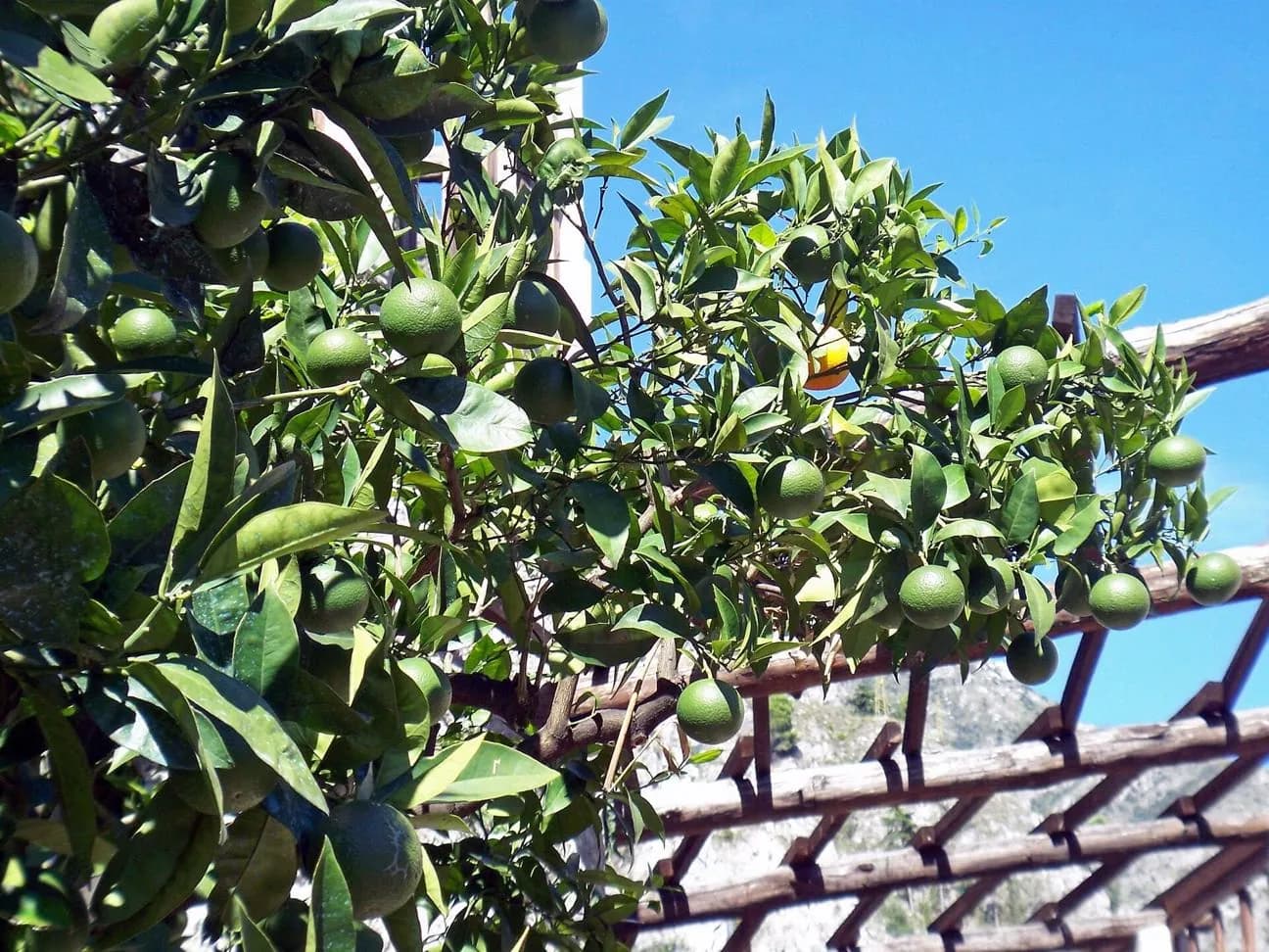 Limonaia del Castèl