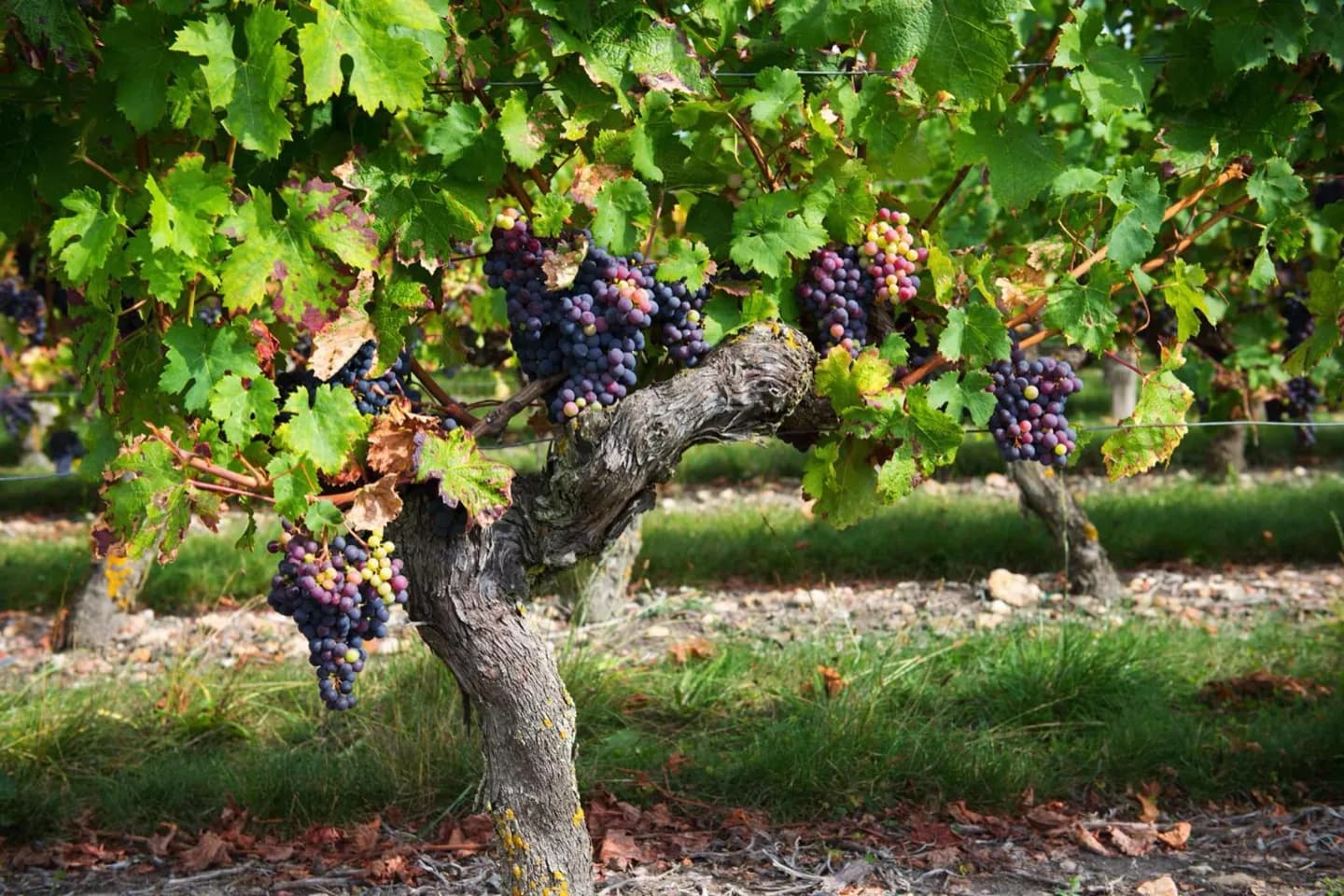 Warum Loire-Weine so unterschiedlich schmecken