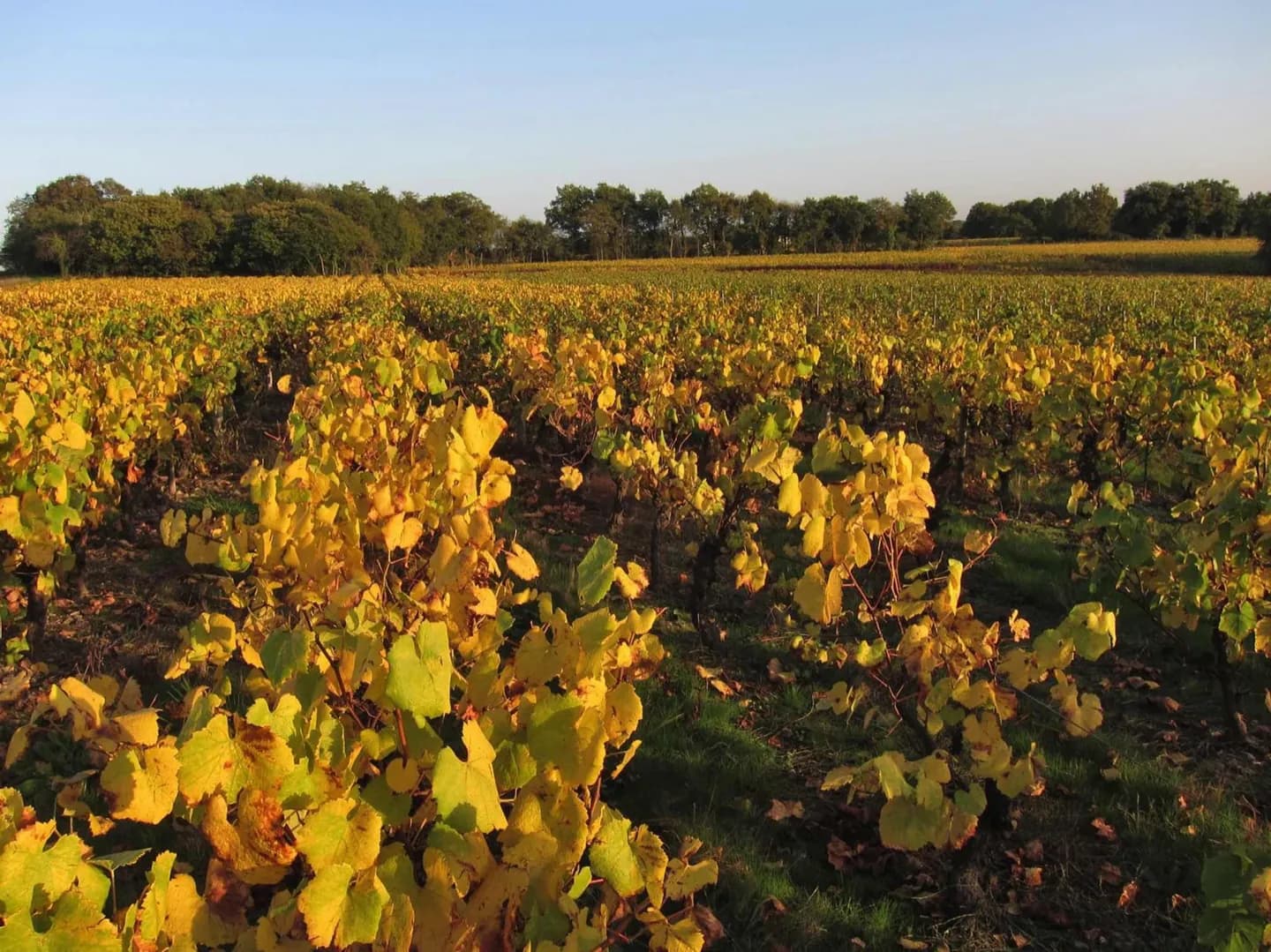 Vins Muscadet près de Nantes