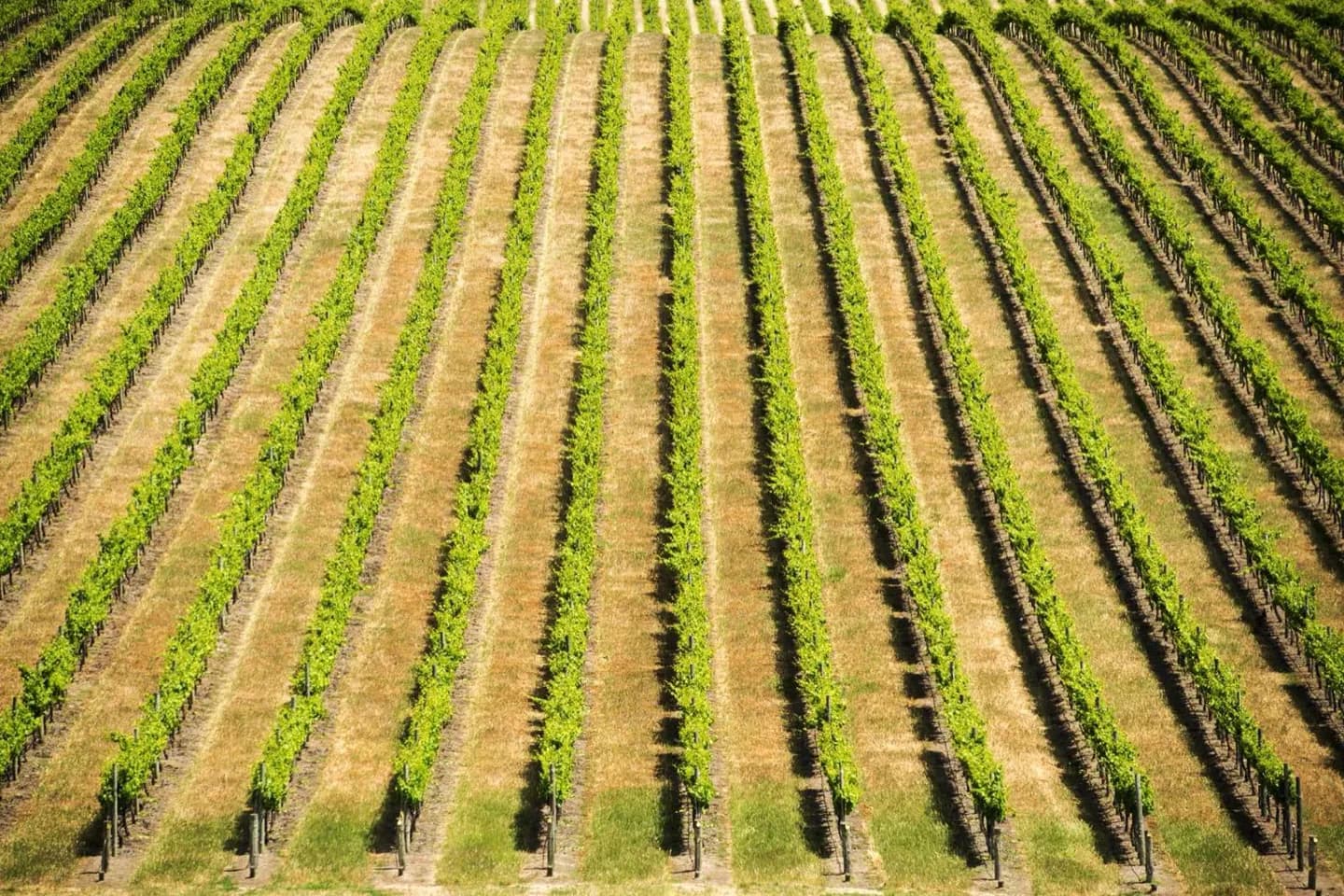 Vinhos Sancerre e Pouilly-Fumé