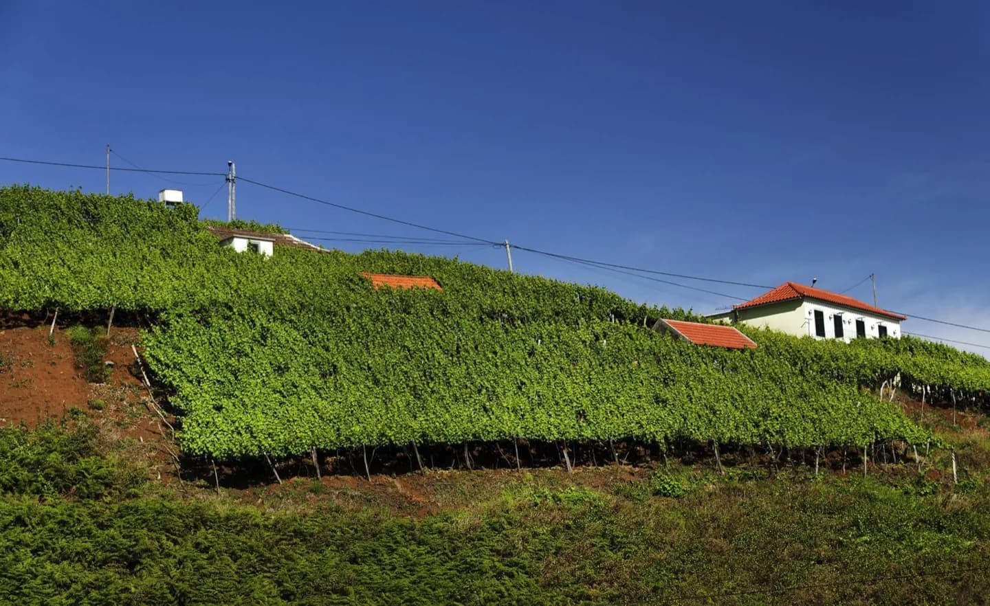Madeira wine