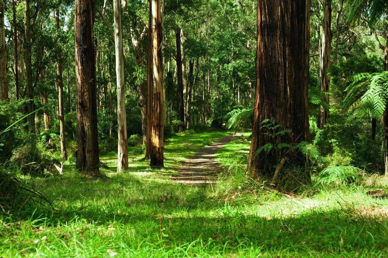 Dandenong Ranges National Park