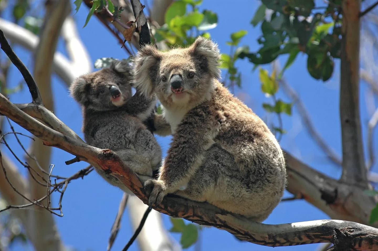 Melbourne Zoo
