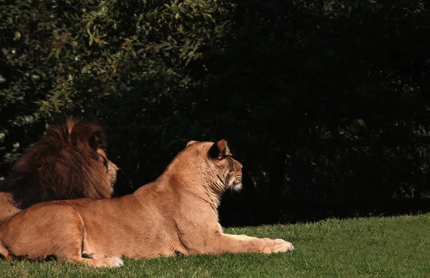 Chapultepec Zoo