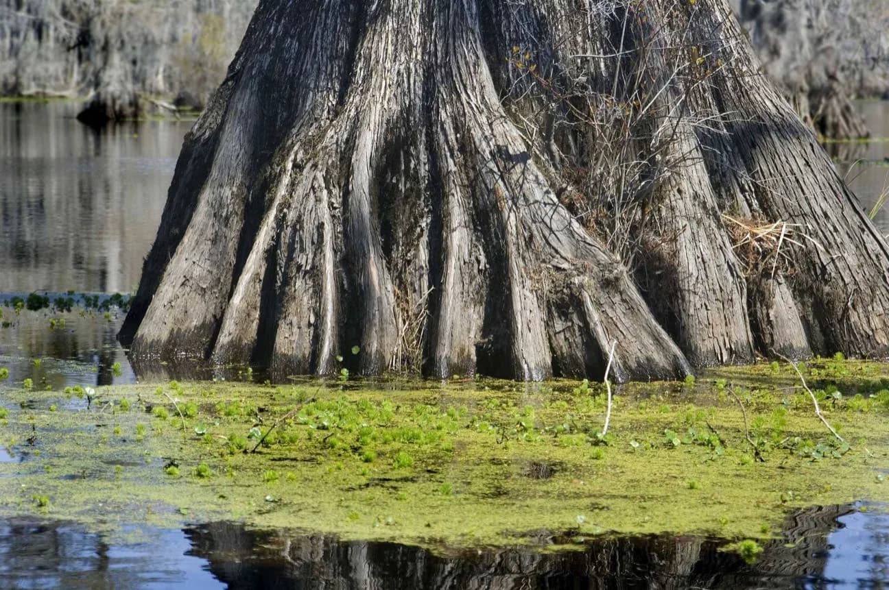 Marais de Honey Island