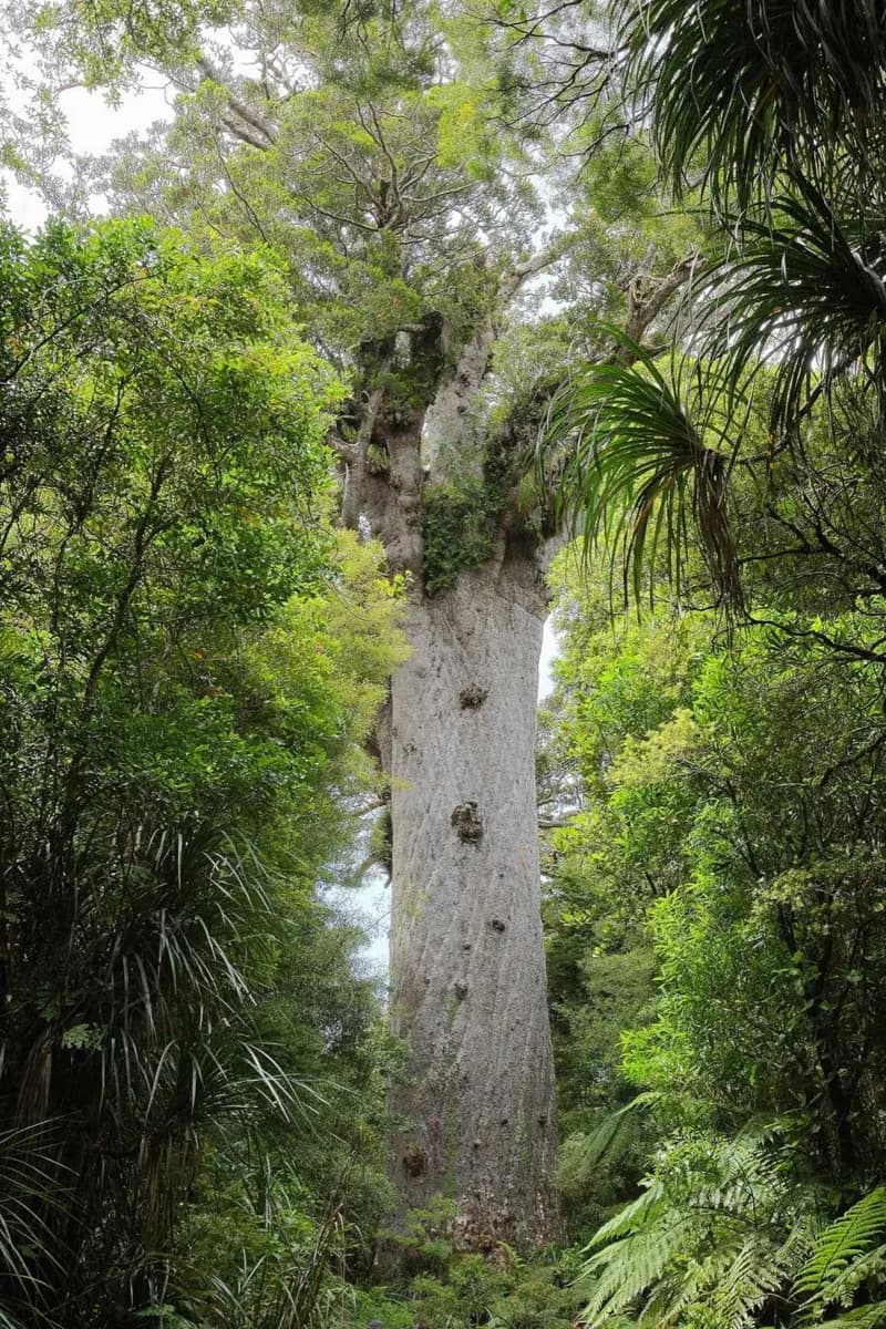 Tāne Mahuta