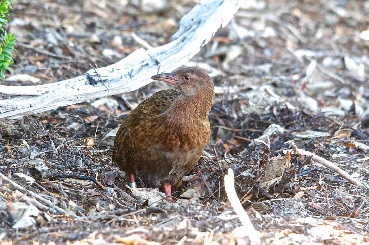 Ulva Island/Te Wharawhara