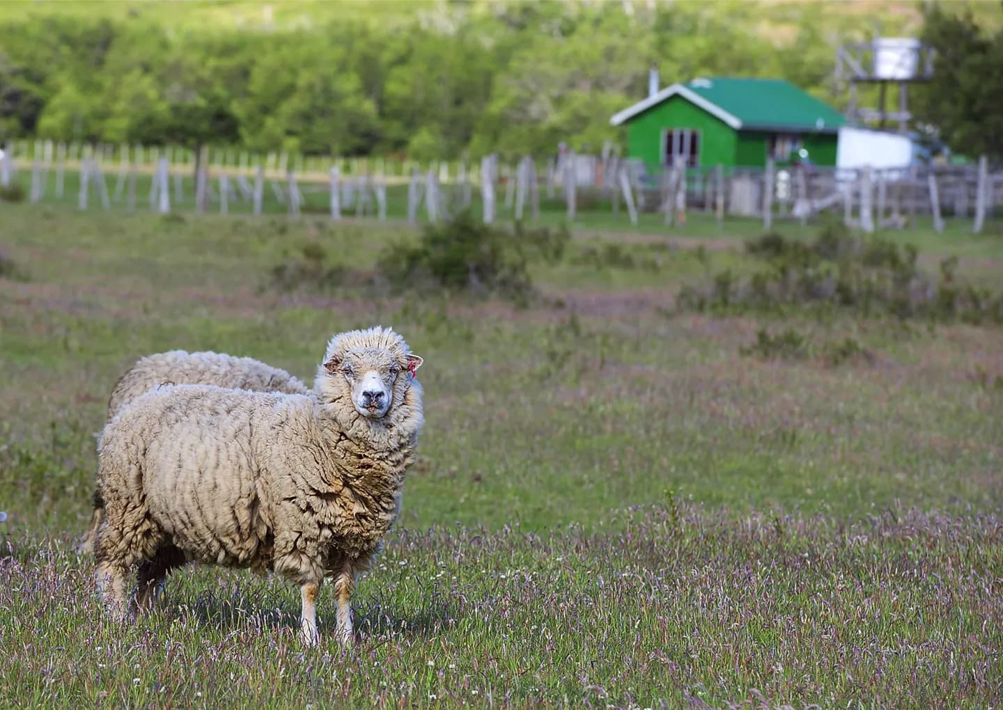 Como a Criação de Ovelhas Mudou a Patagônia