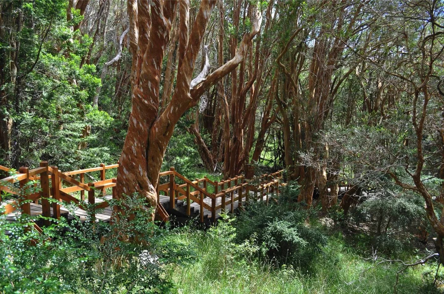 Nationalpark Los Arrayanes