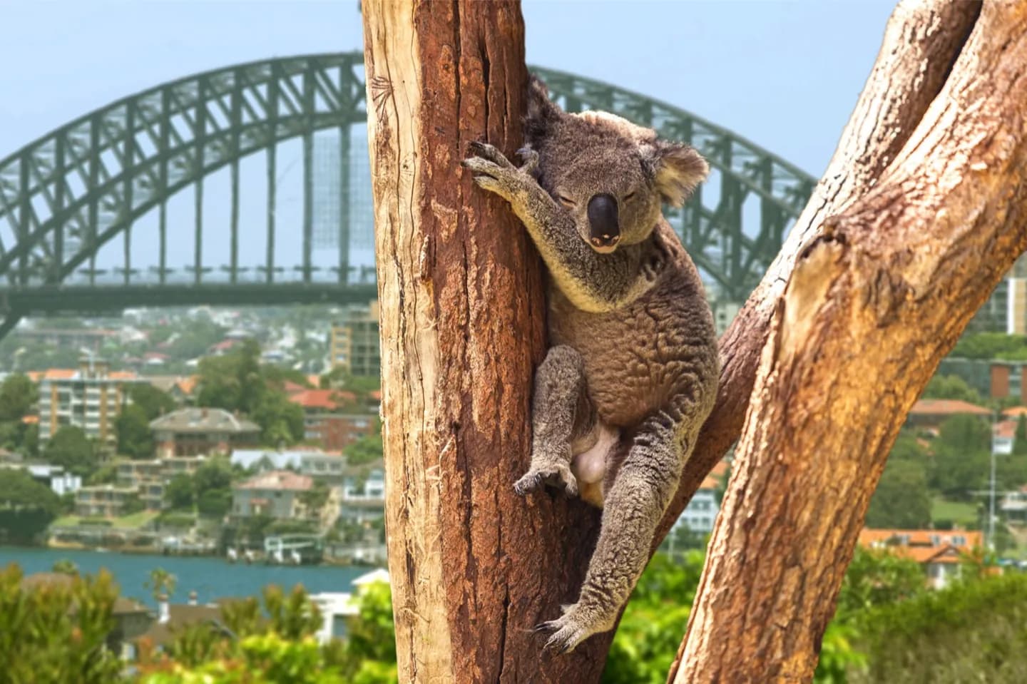 Australiens Tierwelt verstehen