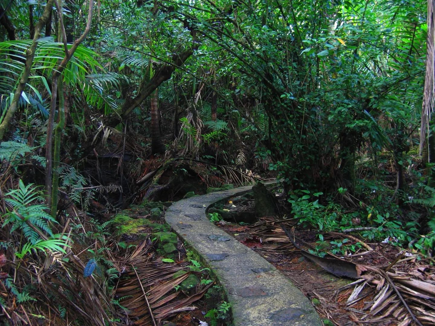 Rainforest and Dry Forest