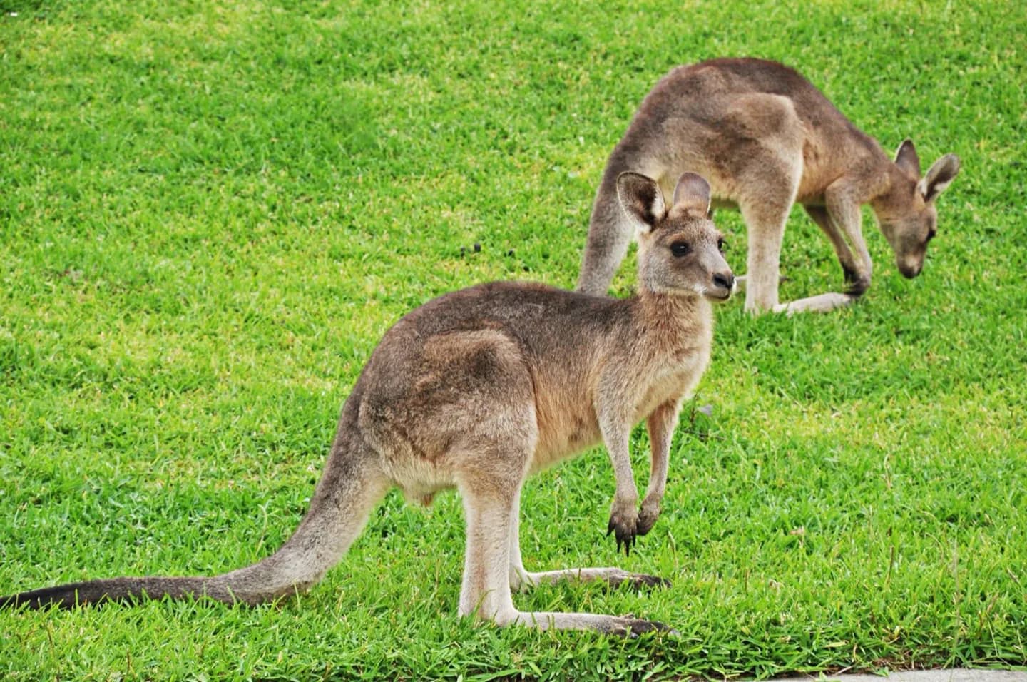 Australia Zoo