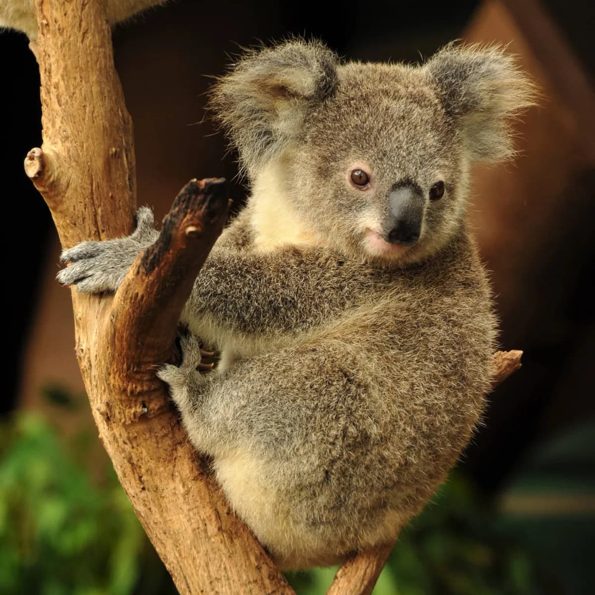 Lone Pine Koala Sanctuary