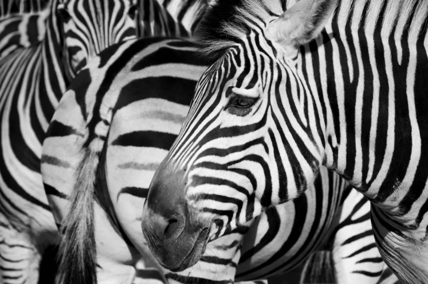 Rīga ZOO