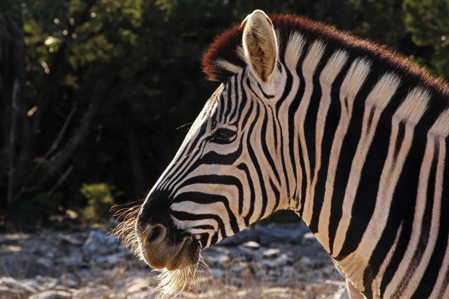 Zoo von San Antonio