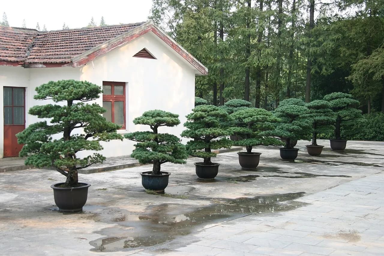 Giardino botanico di Shanghai