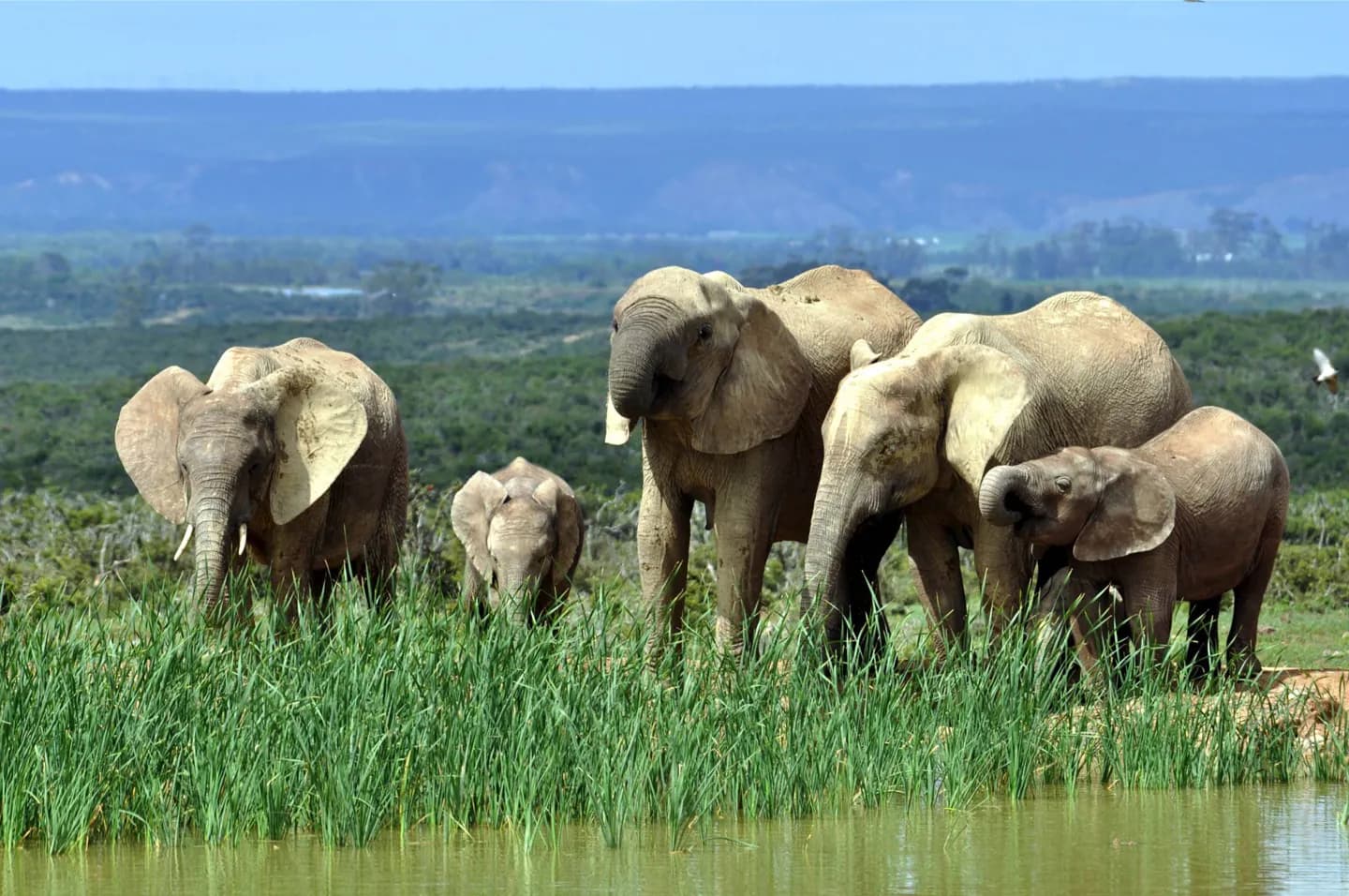 Parc national d'Addo Elephant