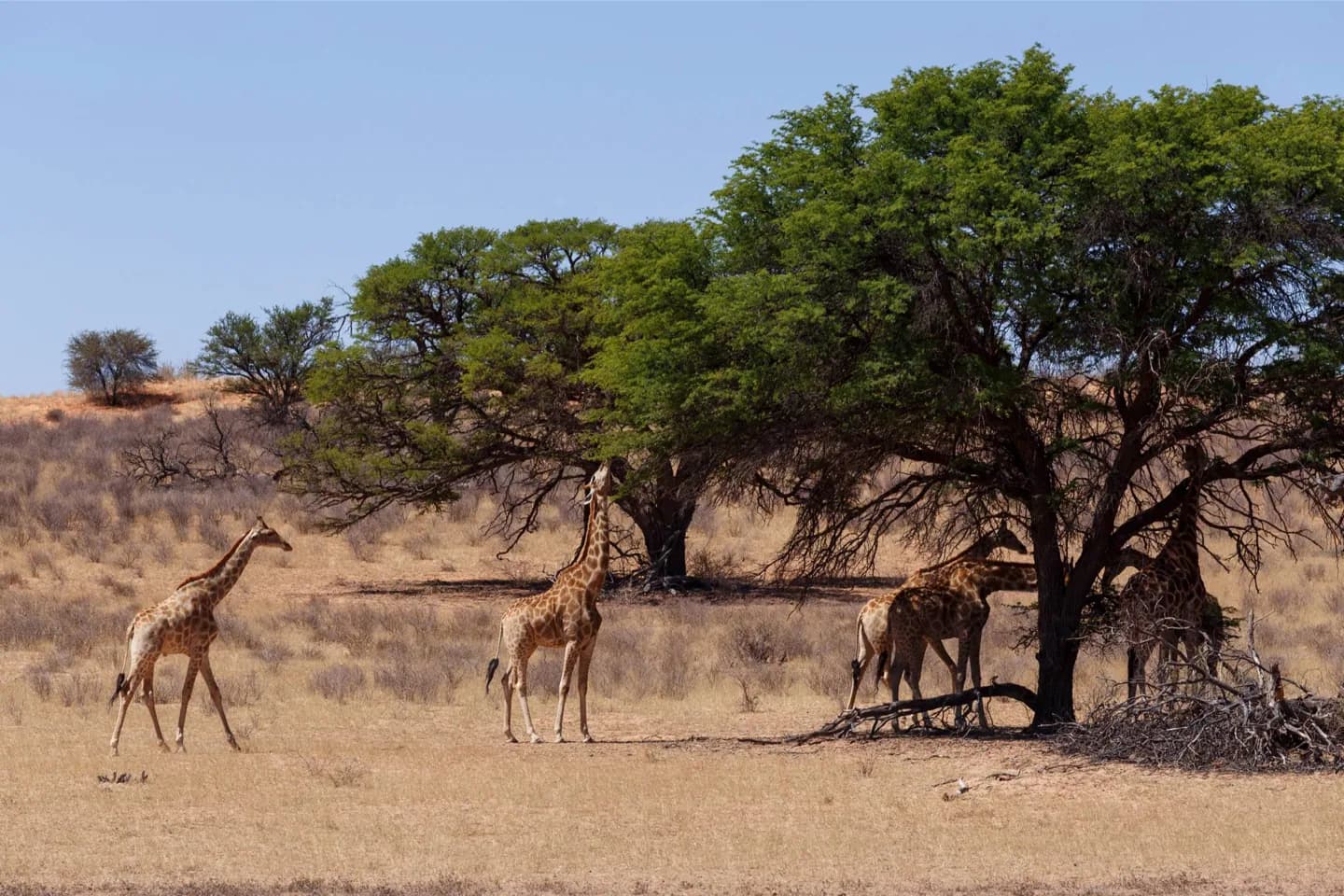 Kgalagadi トランスフロンティアパーク