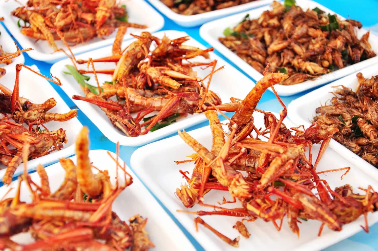 Bocadillos de insectos y cocina real tailandesa