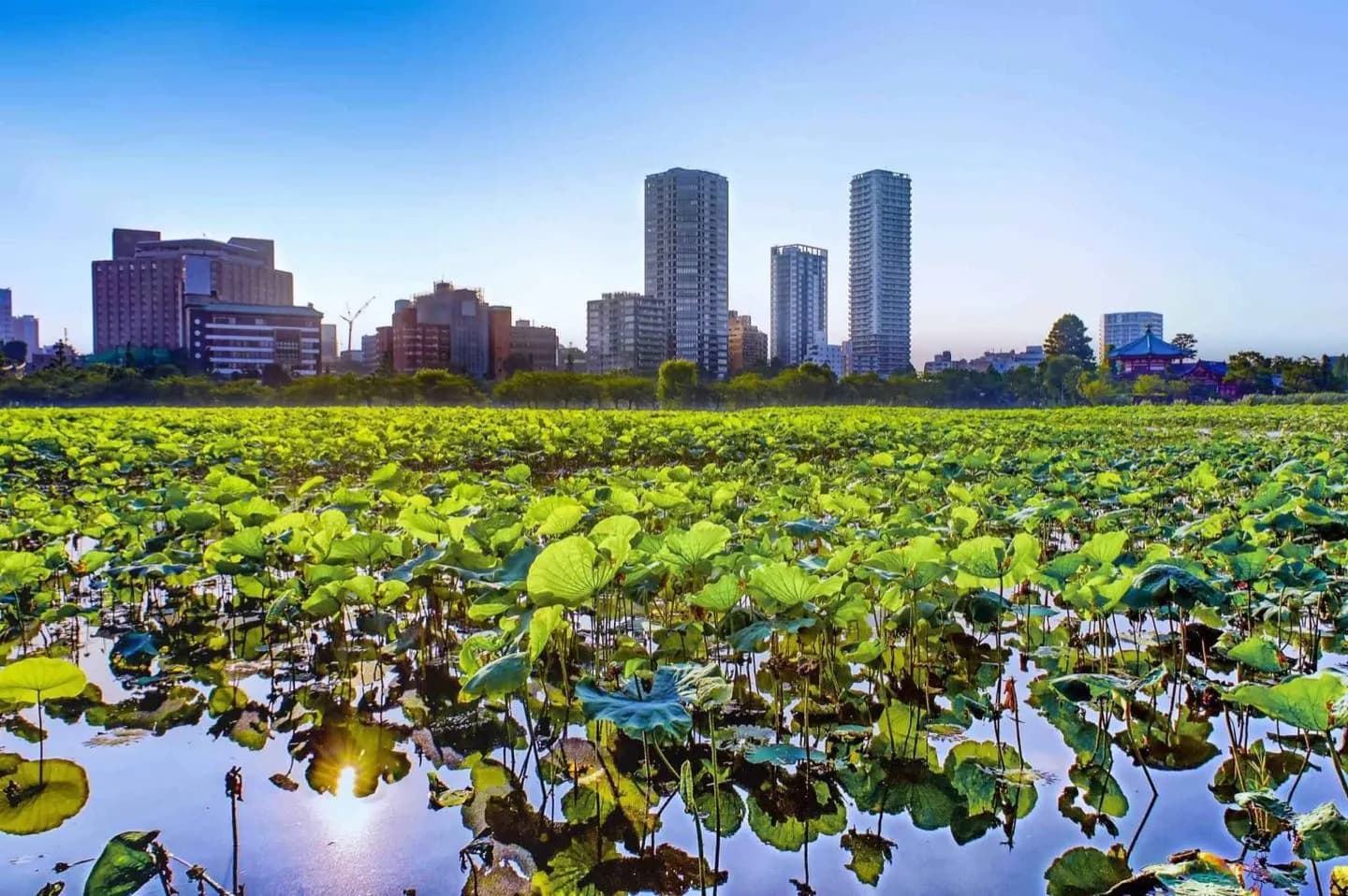 Shinobazu Pond