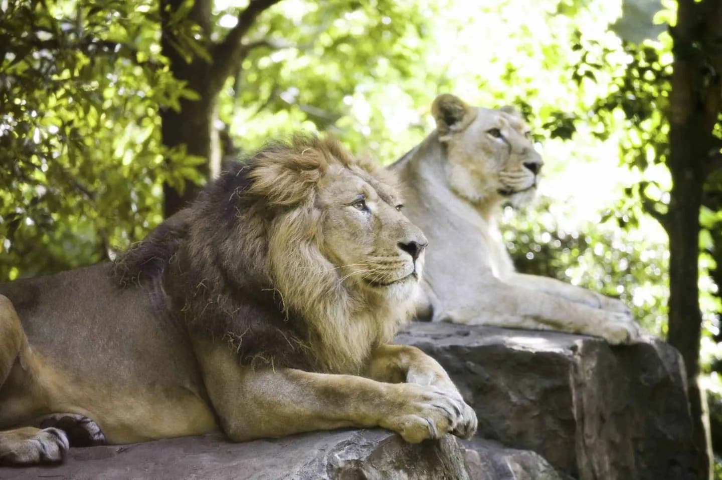 Jardins Zoológicos de Ueno