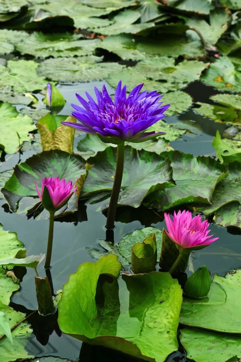Jardí Botànic de la Universitat de València