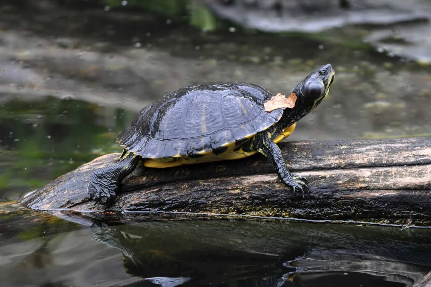 Smithsonian’s National Zoo