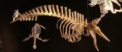 Fossiles et collections régionales de Bariloche