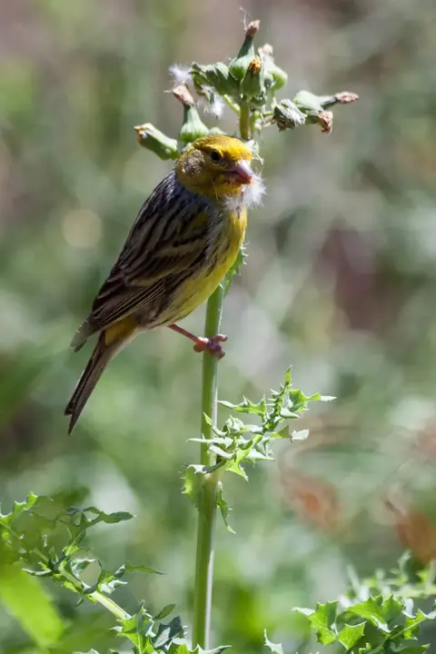 Madeira’s plants and wildlife · 2