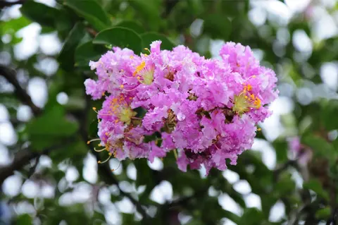 Botanische Gärten an der Küste von Georgia