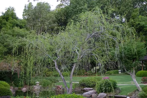 Jardins Botânicos de Brisbane Mt Coot-tha