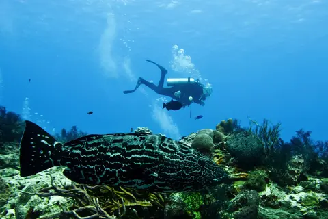 Wildlife, Forests and Outdoor Activities · 2