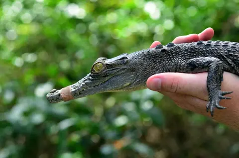 Sanctuaire de la faune de Currumbin · 2