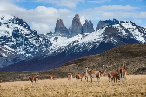 La faune à travers la Patagonie argentine